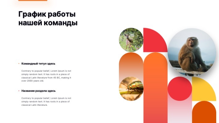 Пример слайда: «График работы нашей команды» — круглые фото животных среди ярких геометрических фигур